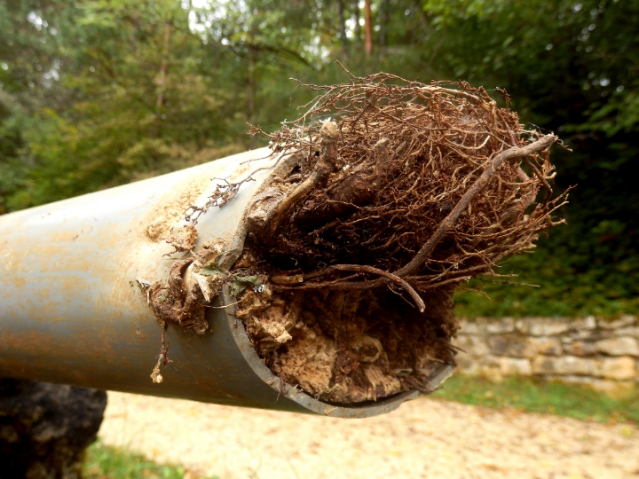 root intrusion